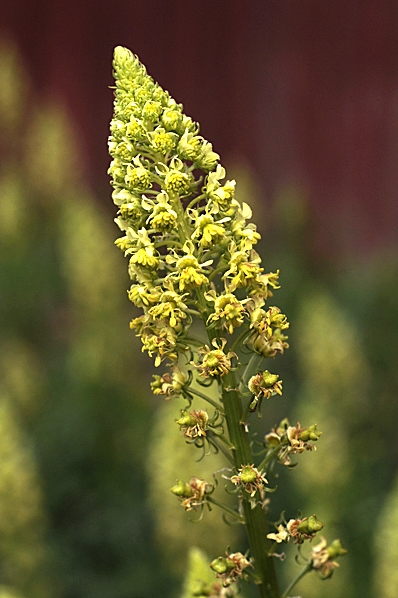 Gulreseda, Reseda lutea