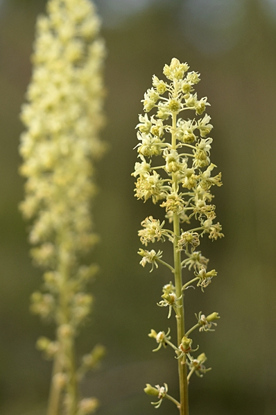 Gulreseda, Reseda lutea