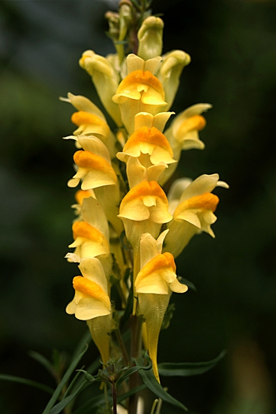 Gulsporre, Linaria vulgaris