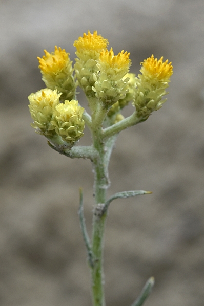 Hedblomster, Helichrysum arenarium