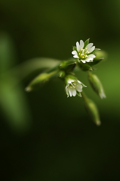 Hönsarv, Cerastium fontanum ssp. vulgare