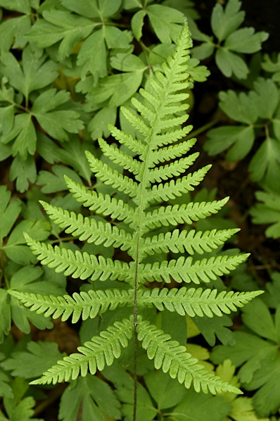 Hultbräken, Phegopteris connectilis