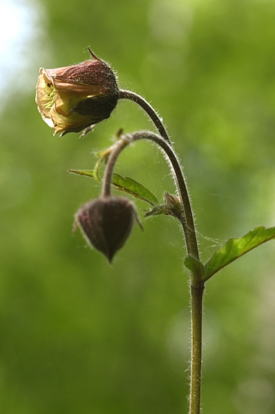 Humleblomster, Geum rivale