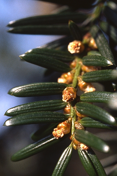 Idegran, Taxus baccata
