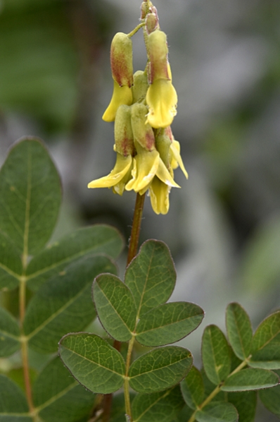 Isvedel, Astragalus frigidus