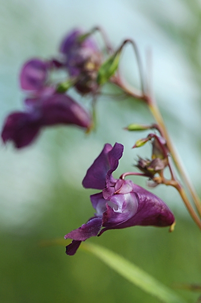 Jättebalsamin, Impatiens glandulifera