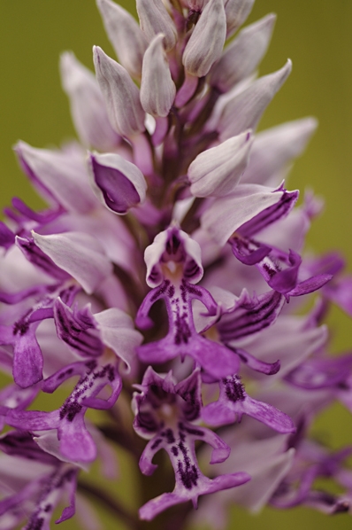 Johannesnycklar, Orchis militaris