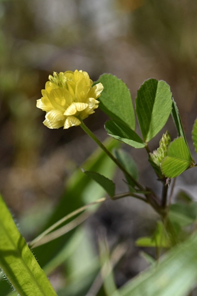 Jordklöver, Trifolium campestre