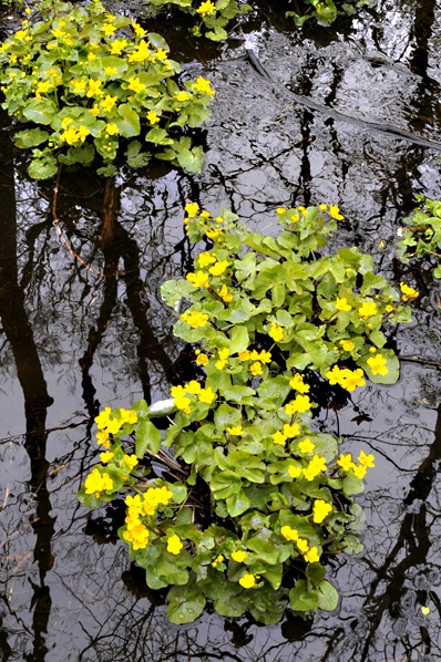 Kabbleka, Caltha palustris