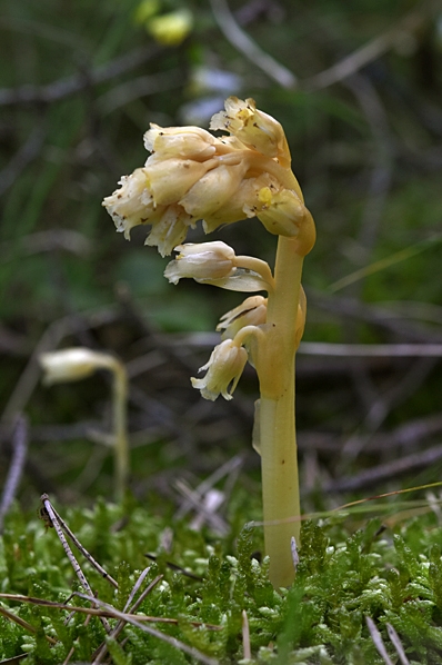 Kal tallört, Hypopitys hypophegea
