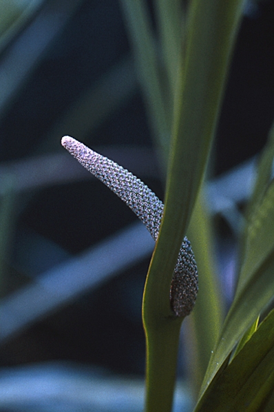 Kalmus, Acorus calamus