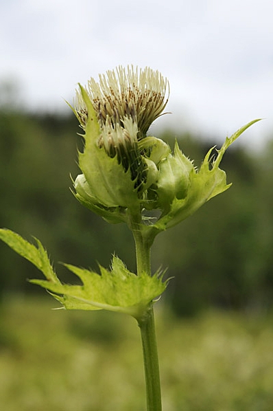 Kåltistel, Cirsium oleraceum