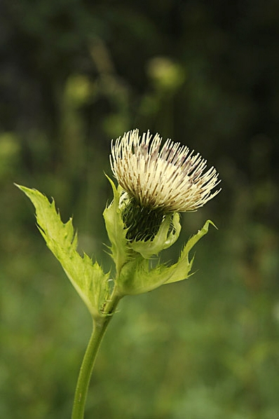 Kåltistel, Cirsium oleraceum