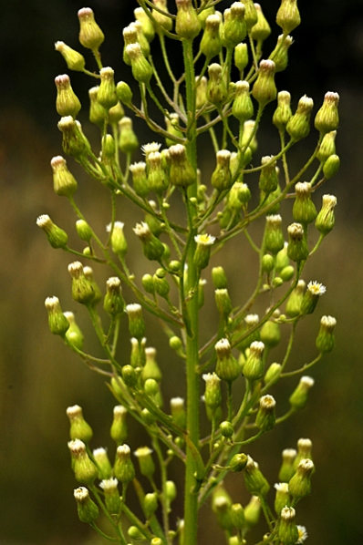 Kanadabinka, Conyza canadensis, binka, binkor, ogräsbinkor