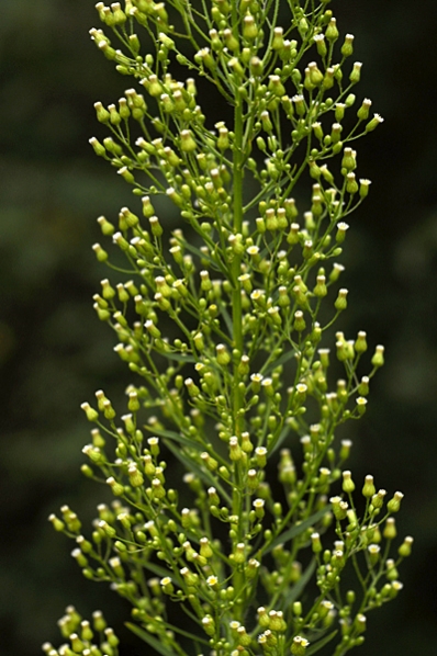 Kanadabinka, Conyza canadensis, binka, binkor, ogräsbinkor