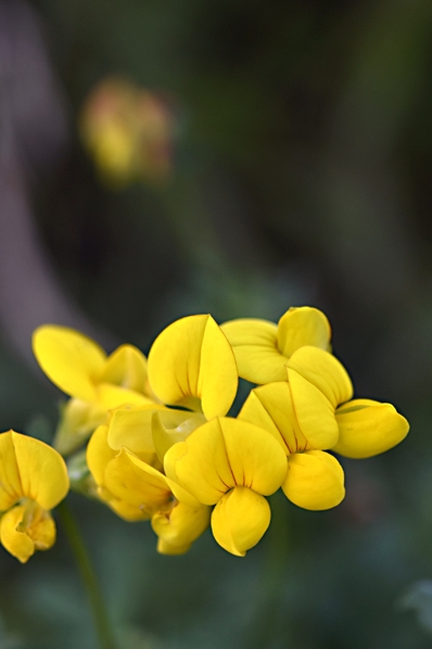 Käringtand, Lotus corniculatus
