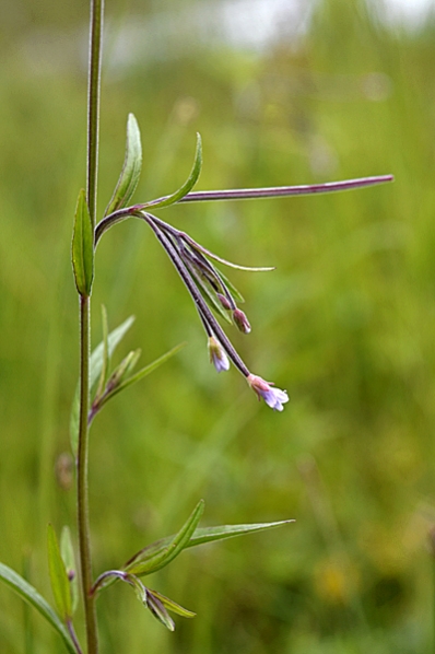 Kärrdunört, Epilobium palustre, dunört, dunörter