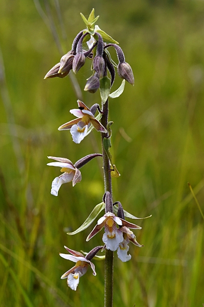 Kärrknipprot, Epipactis palustris