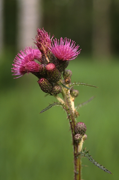 Kärrtistel, Cirsium palustre