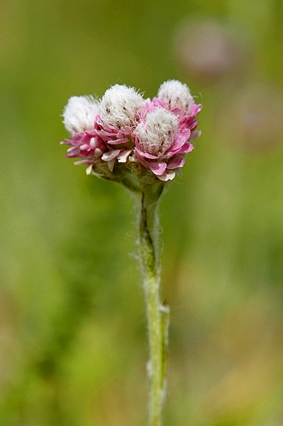 Kattfot, Antennaria dioica