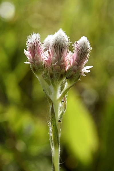 Kattfot, Antennaria dioica