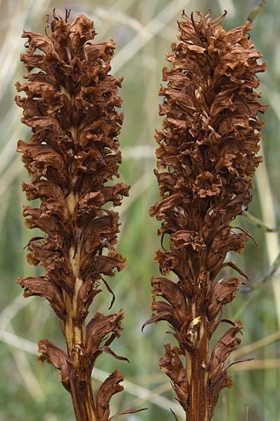 Klintsnyltrot, Orobanche elatior, snyltrot