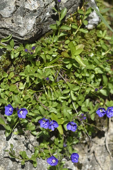 Klippveronika, Veronica fruticans