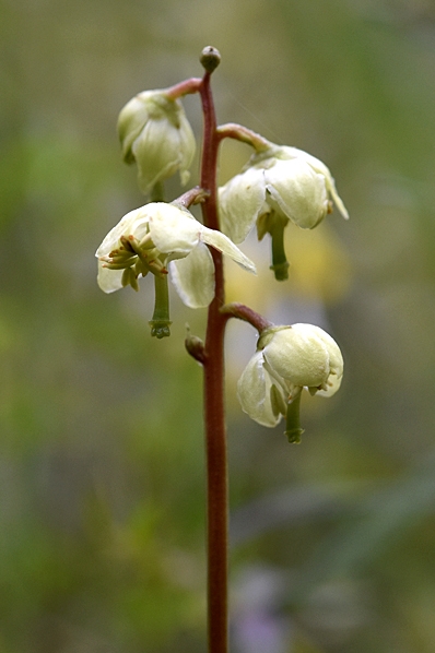 Klockpyrola, Pyrola media