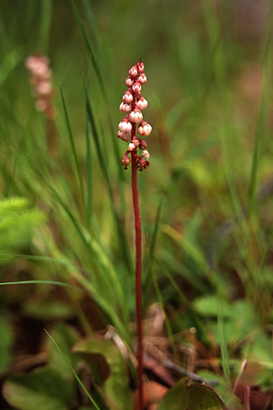 Klotpyrola, Pyrola minor