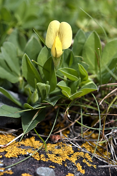 Klöverärt, Lotus maritimus, tetragonolobus maritimus