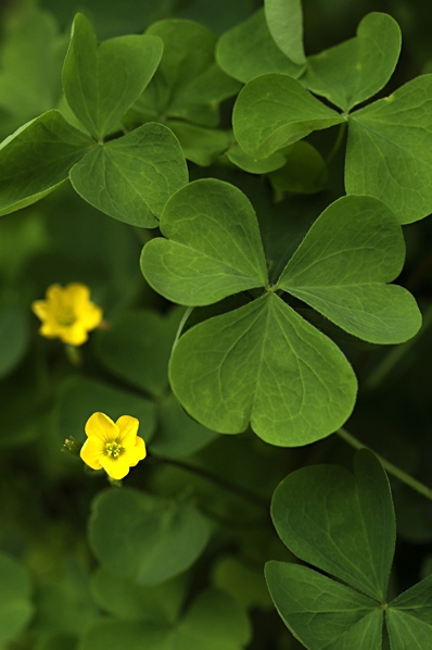 Klöveroxalis, Oxalis fontana, Oxalis stricta