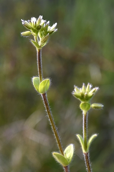 Knipparv, Cerastium glomeratum