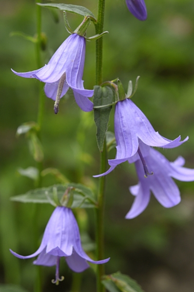 Knölklocka, Campanula rapunculoides