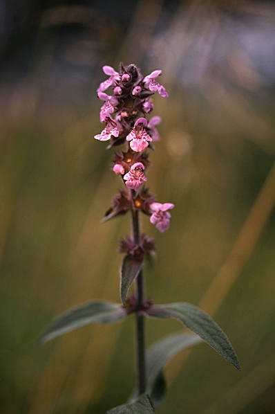 Knölsyska, Stachys palustris