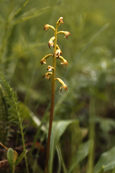 Korallrot, Corallorhiza trifida
