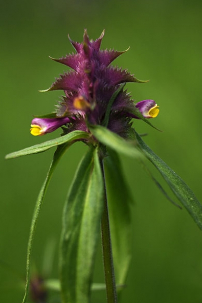 Korskovall, Melampyrum cristatum