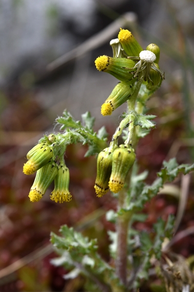 Korsört, Senecio vulgaris