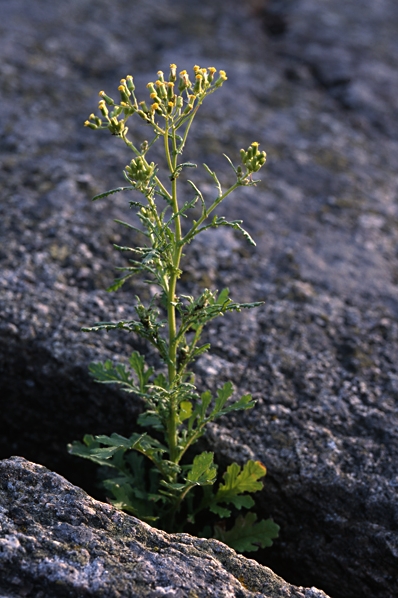 Korsört, Senecio vulgaris
