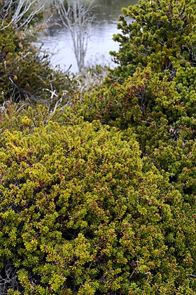 Kråkbär, Empetrum nigrum