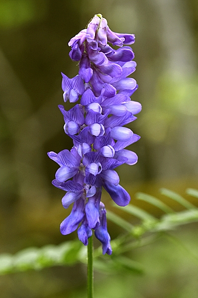 Kråkvicker, Vicia cracca