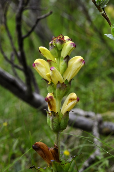 Kung Karls spira, Pedicularis sceptrum-carolinum