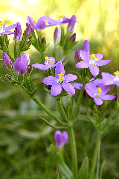 Kustarun, Centaurium littorale