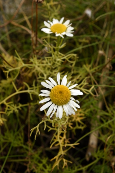 Kustbaldersbrå, Tripleurospermum maritimum, baldersbrå