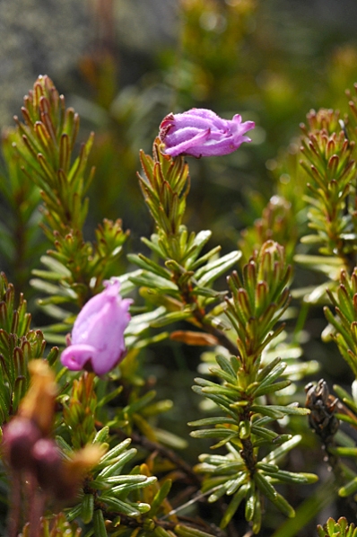 Lappljung, Phyllodoce caerulea