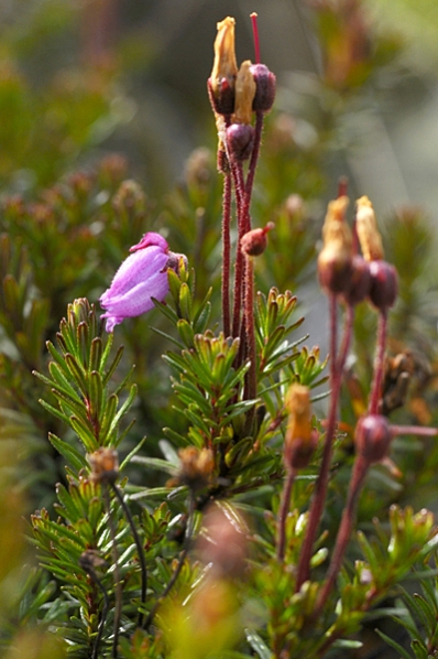Lappljung, Phyllodoce caerulea, fjällväxter