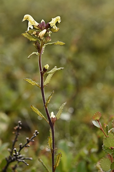 Lappspira, Pedicularis lapponica