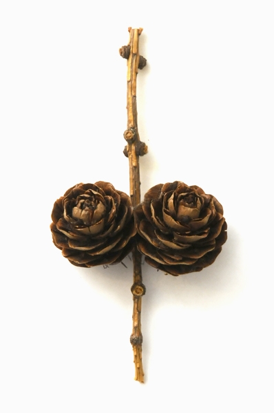 Lärkkottar, Larix decidua, lärk, lärkträd