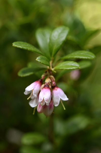Lingon, Vaccinium vitis-idaea
