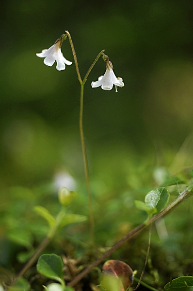 Linnea, Linnaea borealis