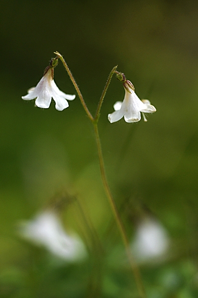 Linnea, Linnaea borealis